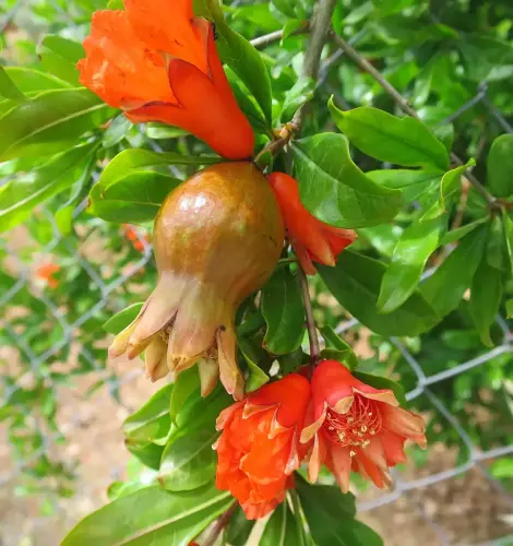 Granado-Punica-granatum2