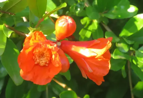 Granado-Punica-granatum3