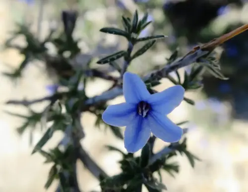 Hierba-de-las-7-sangrias-Lithodora-fruticosa