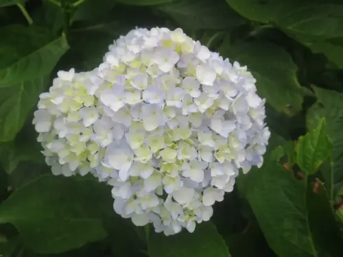 Hortensia2