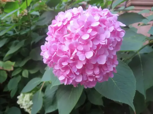 Hortensia3