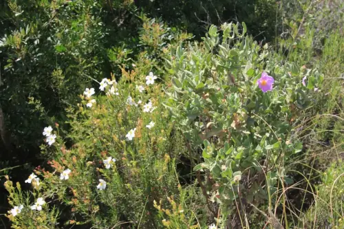 Jara-pringosa-y-Jara-estepa