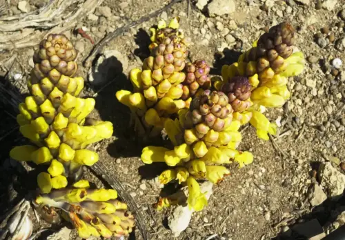 Jopo-Cystanche-phelipaea