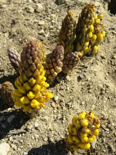 Jopo-Cystanche-phelipaea2