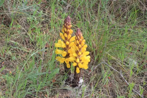 Jopo-Cystanche-phelipaea3