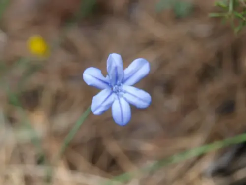 Junquillo-Aphyllanthes-monspeliensis
