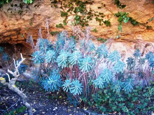 Lechetrezna-Euphorbia-characias