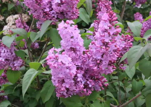 Lilas3