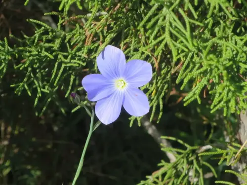 Lino-azul-Linum-narbonense