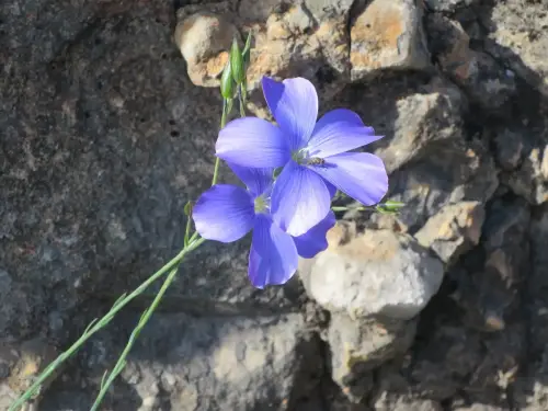 Lino-azul-Linum-narbonense2