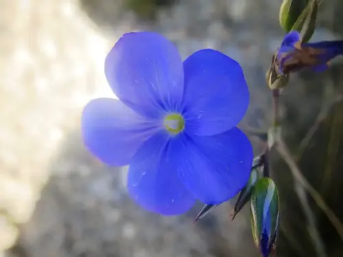 Lino-azul-Linum-narbonense3