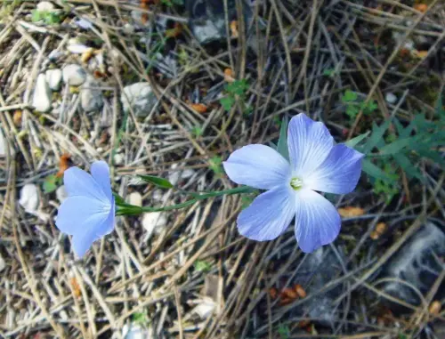 Lino-azul-Linum-narbonense4