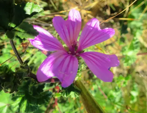Malva-sylvestris