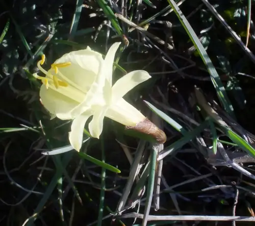 Narciso-Marcisus-hedreanthus