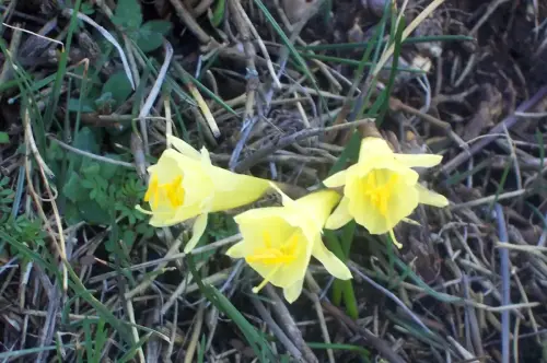 Narciso-Marcisus-hedreanthus2