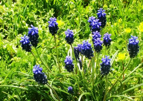 Nazarenos-Muscari-neglectum