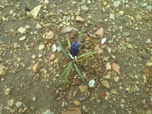 Nazarenos-Muscari-neglectum2