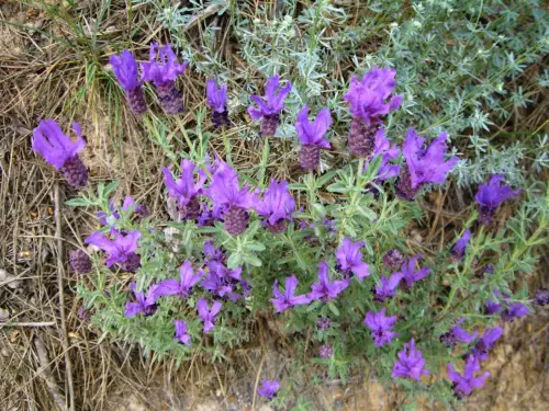 Nazarenos-Muscari-neglectum3