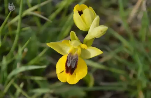 Orquidea-Ophrys-lutea