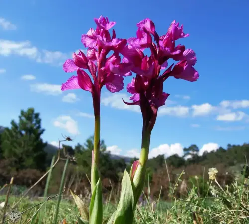Orquidea-Orchis-papilonadea