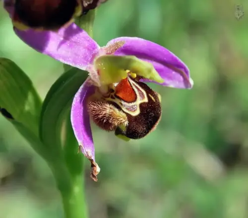 Orquidea-silvestre-Ophrys-apifera