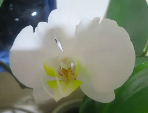 Orquidea10