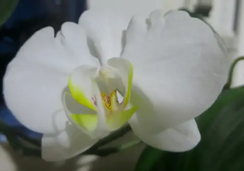 Orquidea11