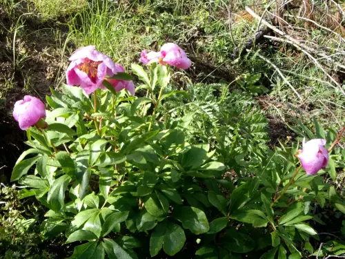 Peonia-broteri