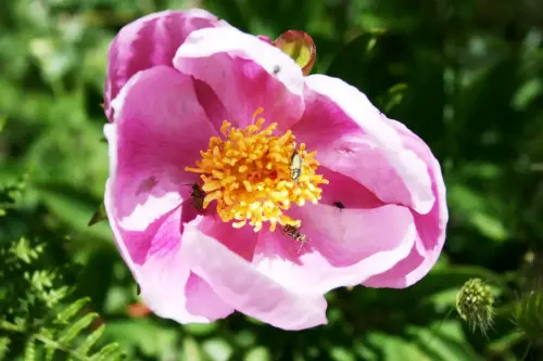 Peonia-broteri3