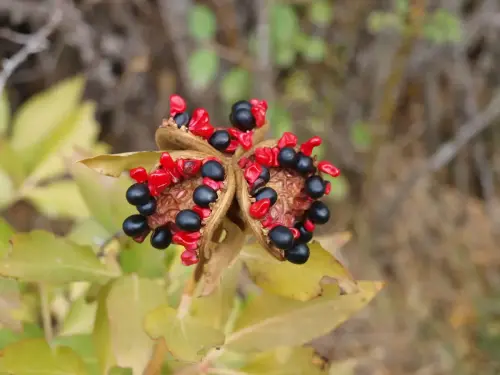Peonia-fruto-Peonia-broteri