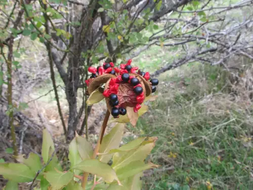 Peonia-fruto-Peonia-broteri2