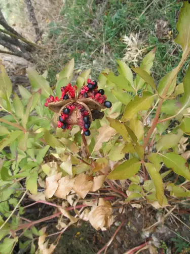 Peonia-fruto-Peonia-broteri3