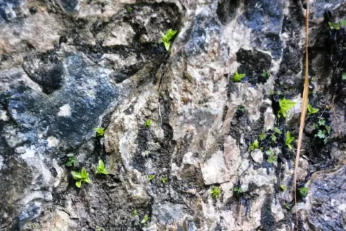 Pinguicula-mundi-atrapamoscas-o-grasilla2