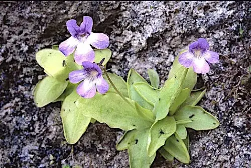 Pinguicula-mundi-atrapamoscas-o-grasilla3