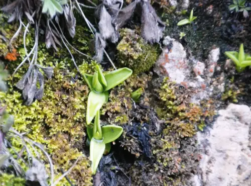 Pinguicula-mundi-atrapamoscas-o-grasilla4