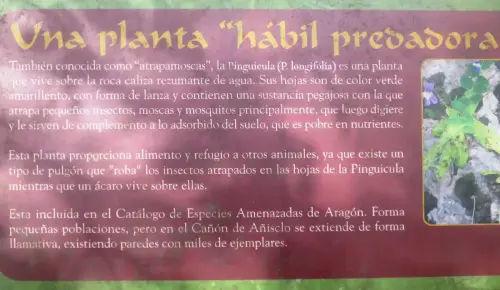 Pinguicula-mundi-atrapamoscas-o-grasilla5