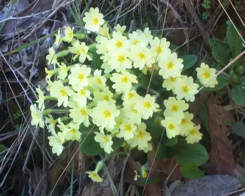 Primaveras-Primula-acaulis