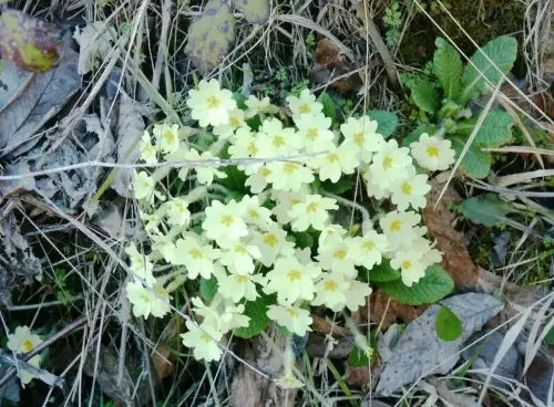 Primaveras-Primula-acaulis2