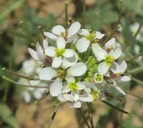Rabaniza-Diplotaxis-erucoides