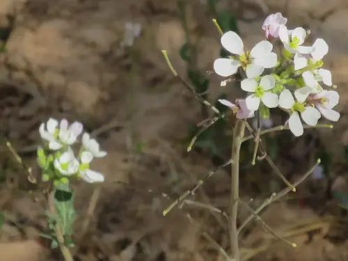 Rabaniza-Diplotaxis-erucoides2