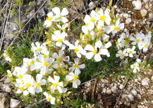 Romero-macho-Cistus-clusii