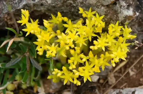 Sedum-acre