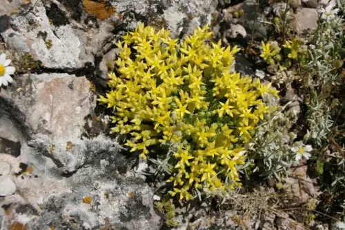 Sedum-acre2