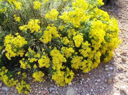 Siempreviva-Helychrysum-sp