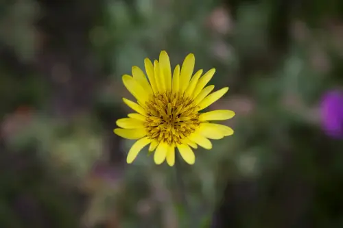 Tragopogon-o-Salsafi