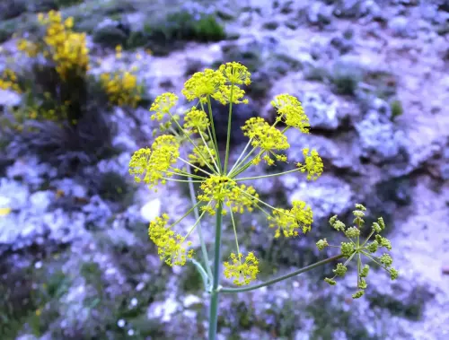 Umbelifera-Distichoselinum-tenuifolium