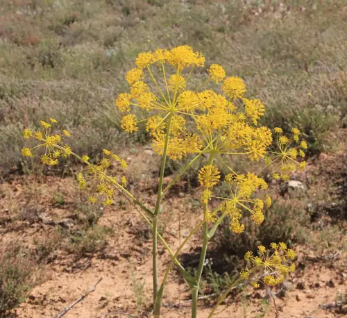 Umbelifera-Distichoselinum-tenuifolium2