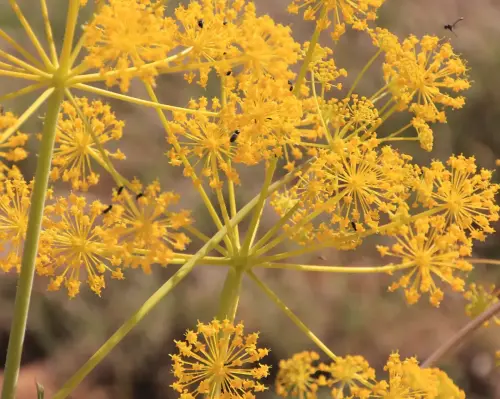 Umbelifera-Distichoselinum-tenuifolium3