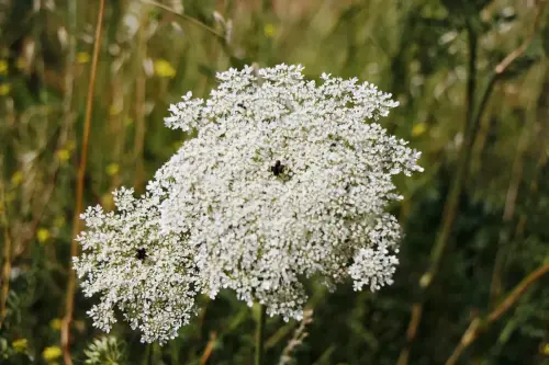 Zanahoria-silvestre-Daucus-carota
