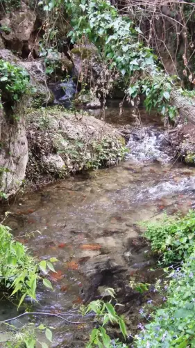 Fuentes-Charco-Pataco2-Letur